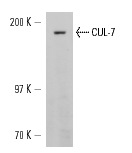  CUL-7 (C-17): sc-48462. Western blot analysis of CUL-7 expression in NIH/3T3 whole cell lysate.