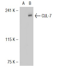  CUL-7 (C-17): sc-48462. Western blot analysis of CUL-7 expression in non-transfected: sc-117752 (A) and human CUL-7 transfected: sc-115286 (B) 293T whole cell lysates.