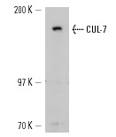  CUL-7 (N-13): sc-48463. Western blot analysis of CUL-7 expression in NIH/3T3 whole cell lysate.