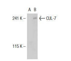  CUL-7 (N-13): sc-48463. Western blot analysis of CUL-7 expression in non-transfected: sc-117752 (A) and human CUL-7 transfected: sc-115286 (B) 293T whole cell lysates.