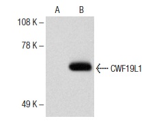  CWF19L1 (T-18): sc-242526. Western blot analysis of CWF19L1 expression in non-transfected: sc-117752 (A) and mouse CWF19L1 transfected: sc-119531 (B) 293T whole cell lysates.