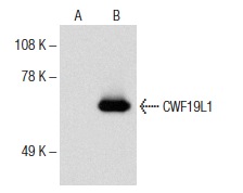  CWF19L1 (L-16): sc-242527. Western blot analysis of CWF19L1 expression in non-transfected: sc-117752 (A) and mouse CWF19L1 transfected: sc-119531 (B) 293T whole cell lysates.