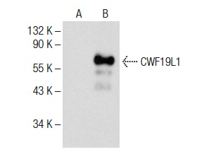  CWF19L1 (A-8): sc-390017. Western blot analysis of CWF19L1 expression in non-transfected: sc-117752 (A) and mouse CWF19L1 transfected: sc-119531 (B) 293T whole cell lysates.