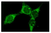  Bcl-2 (4C11): sc-578. Immunofluorescence staining of methanol-fixed NIH/3T3 cells showing cytoplasmic localization.