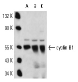  cyclin B1 (V143.1): sc-53235. Western blot analysis of cyclin B1 expression in NIH/3T3 (A), untreated MM-142 (B) and PMA treated MM-142 (C) nuclear extracts.