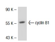  cyclin B1 (V143.1): sc-53235. Western blot analysis of cyclin B1 expression in K-562 whole cell lysate.