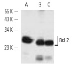  Bcl-2 (10C4): sc-23960. Western blot analysis of Bcl-2 expression in WEHI-231 whole cell lysate (A) and mouse spleen (B) and rat spleen (C) tissue extracts.