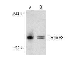  cyclin B3 (D-15): sc-131480. Western blot analysis of cyclin B3 expression in Jurkat (A) and Hep G2 (B) whole cell lysates.