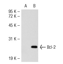  Bcl-2 (10C4): sc-23960. Western blot analysis of Bcl-2 expression in non-transfected: sc-117752 (A) and mouse Bcl-2 transfected: sc-118779 (B) 293T whole cell lysates.