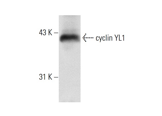  cyclin YL1 (E-15): sc-137412. Western blot analysis of cyclin YL1 expression in mouse brain tissue extract.