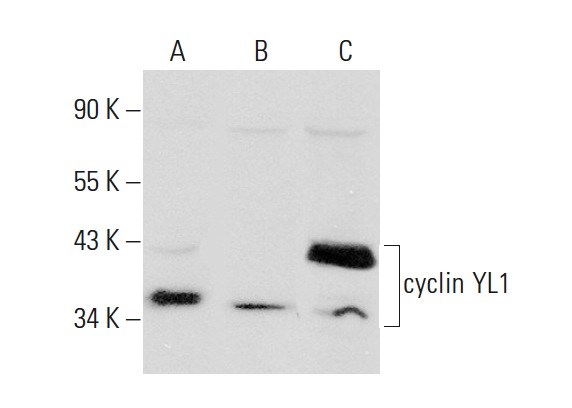  cyclin YL1 (C-13): sc-137411. Western blot analysis of cyclin YL1 expression in Hela (A), RAW 264.7 (B) and WI DR (C) whole cell lysates.