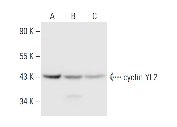  cyclin YL2 (D-15): sc-246388. Western blot analysis of cyclin YL2 expression in MDA-MB-435S (A), MDA-MB-231 (B) and Hep G2 (C) whole cell lysates.