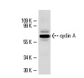  cyclin A (dN-15): sc-15869. Western blot analysis of cyclin A expression in Schneider's Drosophila line 2 whole cell lysate.