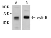  Western blot analysis of cyclin B expression in Schneider's Drosophila line 2 whole cell lysate. Antibodies tested include (A) cyclin B (d-300): sc-25764 and (B) cyclin B (d-N-17): sc-15872.