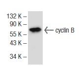  cyclin B (D-1): sc-166210. Western blot analysis of cyclin B expression in Schneider's Drosophila line 2 whole cell lysate.