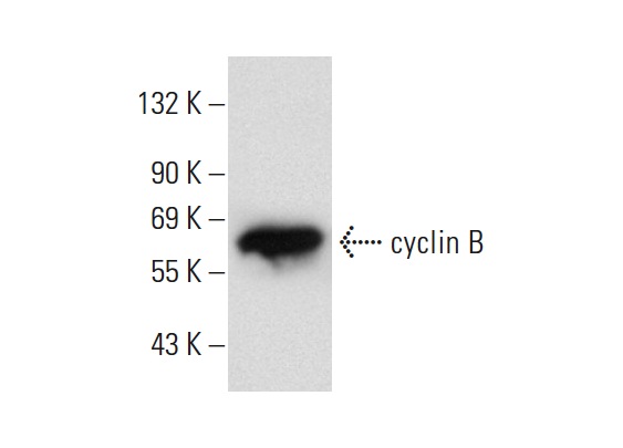  cyclin B (B-6): sc-166152. Western blot analysis of cyclin B expression in <i>Drosophila</i> line 2 whole cell lysate.