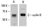  Western blot analysis of cyclin B expression in Schneider's Drosophila line 2 whole cell lysate. Antibodies tested include (A) cyclin B (d-300): sc-25764 and (B) cyclin B (dN-17): sc-15872.