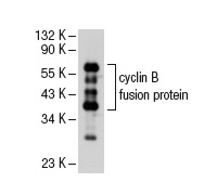  cyclin B (D-5): sc-133183. Western blot analysis of Drosophila recombinant cyclin B fusion protein under reducing conditions.