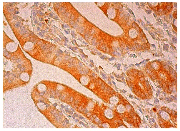  DHFR (C-4): sc-393154. Immunoperoxidase staining of formalin fixed, paraffin-embedded human duodenum tissue showing cytoplasmic staining of glandular cells.