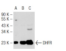  DHFR (E-18): sc-14778. Western blot analysis of DHFR expression in non-transfected 293T: sc-117752 (A), human DHFR transfected 293T: sc-170387 (B) and HeLa (C) whole cell lysates.