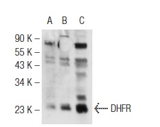  DHFR (FL-187): sc-33184. Western blot analysis of DHFR expression in non-transfected 293T: sc-117752 (A), human DHFR transfected 293T: sc-170387 (B) and HeLa (C) whole cell lysates.