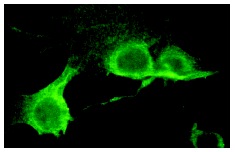  EB3 (T-15): sc-22654. Immunofluorescence staining of methanol-fixed NIH/3T3 cells showing cytoplasmic localization.