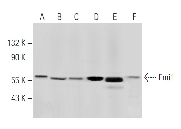  Emi1 (P-20): sc-50929. Western blot analysis of Emi1 expression in HeLa (A), Jurkat (B), K-562 (C), NIH/3T3 (D), Neuro-2A (E) and ZR-75-1 (F) whole cell lysates.