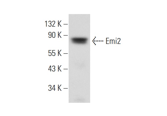  Emi2 (H-62): sc-68894. Western blot analysis of Emi2 expression in U-938-M whole cell lysate.