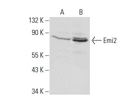  Emi2 (S-19): sc-74922. Western blot analysis of Emi2 expression in NIH/3T3 (A) and U-251-MG (B) whole cell lysates.