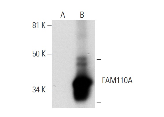  FAM110A (D-8): sc-393049. Western blot analysis of FAM110A expression in non-transfected: sc-117752 (A) and mouse FAM110A transfected: sc-126828 (B) 293T whole cell lysates.