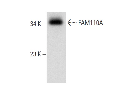  FAM110A (D-8): sc-393049. Western blot analysis of FAM110A expression in NIH/3T3 whole cell lysate.