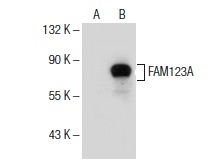  FAM123A (G-1): sc-374654. Western blot analysis of FAM123A expression in non-transfected: sc-117752 (A) and human FAM123A transfected: sc-115267 (B) 293T whole cell lysates.