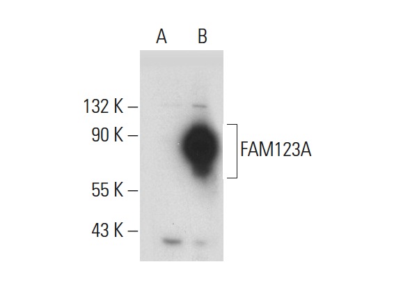  FAM123A (K-15): sc-84112. Western blot analysis of FAM123A expression in non-transfected: sc-117752 (A) and human FAM123A transfected: sc-115267 (B) 293T whole cell lysates.