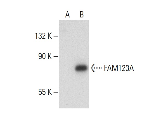  FAM123A (N-17): sc-84113. Western blot analysis of FAM123A expression in non-transfected: sc-117752 (A) and human FAM123A transfected: sc-115267 (B) 293T whole cell lysates.