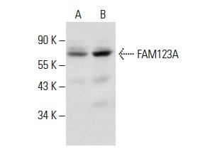  FAM123A (H-39): sc-292972. Western blot analysis of FAM123A expression in T98G (A) and COLO 320DM (B) whole cell lysates.