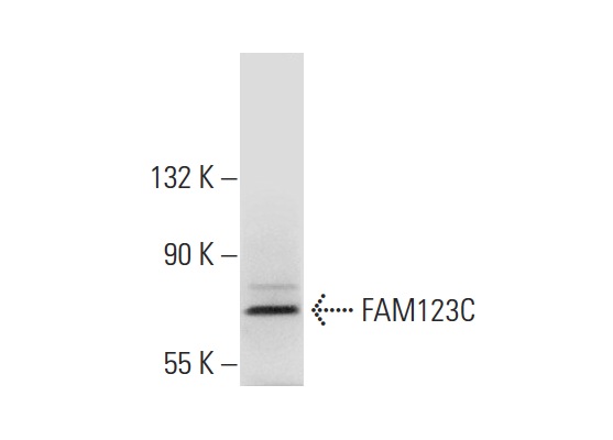  FAM123C (T-19): sc-246558. Western blot analysis of FAM123C expression in KNRK whole cell lysate.