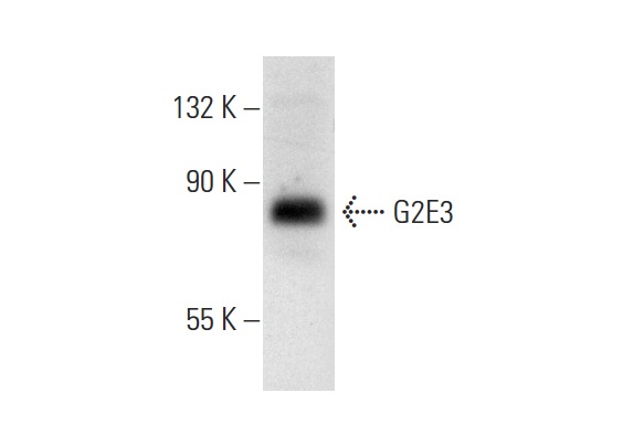  G2E3 (C-16): sc-160340. Western blot analysis of G2E3 expression in mouse brain tissue extract.