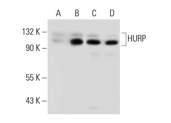  HURP (G-14): sc-68540. Western blot analysis of HURP expression in non-transfected 293T: sc-117752 (A), human HURP transfected 293T: sc-111164 (B), MCF7 (C) and Caco-2 (D) whole cell lysates.