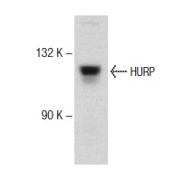  HURP (G-14): sc-68540. Western blot analysis of HURP expression in K-562 nuclear extract.