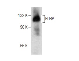  HURP (D-12): sc-376760. Western blot analysis of HURP expression in K-562 nuclear extract.