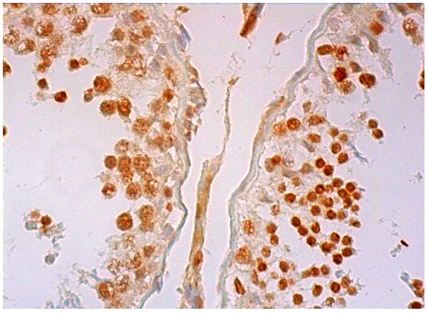  HURP (D-12): sc-376760. Immunoperoxidase staining of formalin fixed, paraffin-embedded human testis tissue showing nuclear and cytoplasmic staining of cells in seminiferous ducts and Leydig cells.