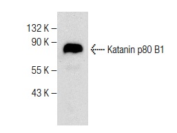  Katanin p80 B1 (C-4): sc-377226. Western blot analysis of Katanin p80 B1 expression in IMR-32 whole cell lysate.