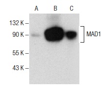  MAD1 (F-7): sc-376613. Western blot analysis of MAD1 expression in non-transfected 293T: sc-117752 (A), human MAD1 transfected 293T: sc-177504 (B) and SK-N-SH (C) whole cell lysates.