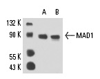  MAD1 (117-470): sc-65493. Western blot analysis of MAD1 expression in HeLa (A) and A-431 (B) whole cell lysates.