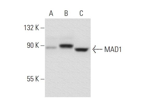  MAD1 (117-470): sc-65493. Western blot analysis of MAD1 expression in non-transfected 293T: sc-117752 (A), human MAD1 transfected 293T: sc-177505 (B) and HeLa (C) whole cell lysates.