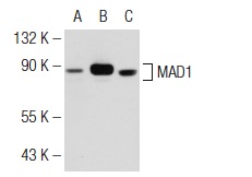  MAD1 (117-470): sc-65493. Western blot analysis of MAD1 expression in non-transfected 293T: sc-117752 (A), human MAD1 transfected 293T: sc-177504 (B) and HeLa (C) whole cell lysates.