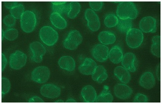  MAD1 (D-1): sc-166312. Immunofluorescence staining of methanol-fixed HeLa cells showing nuclear localization.