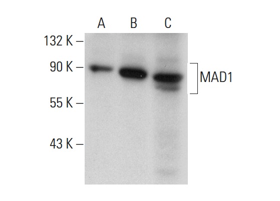  MAD1 (D-1): sc-166312. Western blot analysis of MAD1 expression in non-transfected 293T: sc-117752 (A), mouse MAD1 transfected 293T: sc-121481 (B) and HeLa (C) whole cell lysates.