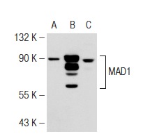  MAD1 (D-1): sc-166312. Western blot analysis of MAD1 expression in non-transfected 293T: sc-117752 (A), human MAD1 transfected 293T: sc-177504 (B) and HeLa (C) whole cell lysates.