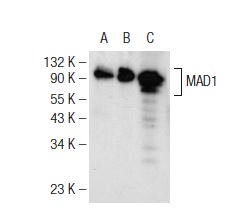  MAD1 (D-5): sc-166313. Western blot analysis of MAD1 expression in non-transfected 293T: sc-117752 (A), mouse MAD1 transfected 293T: sc-121481 (B) and HeLa (C) whole cell lysates.